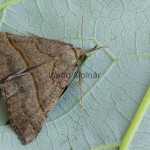 Hypena proboscidalis -  Pamora žihľavová 182133