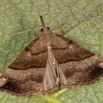 Hypena proboscidalis - Pamora žihľavová 19-15-22