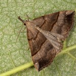 Hypena proboscidalis - Pamora žihľavová 19-16-40