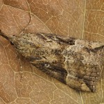 Hypena rostralis - Pamora chmeľová 203334
