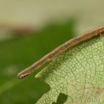 Hypomecis punctinalis - Kôrovka ovocná 11-05-10