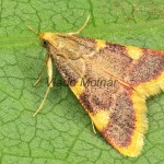 Hypsopygia costalis - Vijačka senová 22-04-32