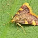 Hypsopygia costalis - Vijačka senová 22-05-30