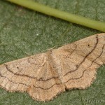 Idaea aversata 19-33-05 - Piadivka kručinková