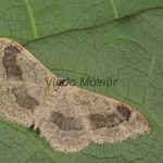 Idaea aversata - Piadica kručinková 124532