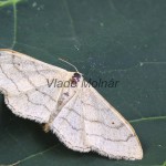 Idaea aversata - Piadica kručinková 131137