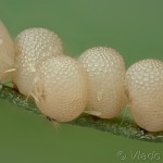 Idaea aversata - Piadica kručinková 16-17-57v