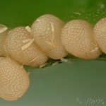 Idaea aversata - Piadica kručinková 16-30-38v
