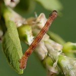 Idaea aversata - Piadica kručinková 16-36-39