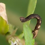 Idaea aversata - Piadica kručinková 16-45-40