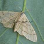 Idaea aversata - Piadica kručinková 162455