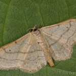 Idaea aversata - Piadica kručinková 17-54-25