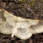 Idaea aversata - Piadica kručinková 173604