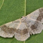 Idaea aversata - Piadica kručinková 175903