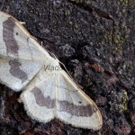 Idaea aversata - Piadica kručinková 183216