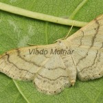 Idaea aversata - Piadica kručinková 20-09-29