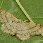 Idaea aversata - Piadica kručinková 20-11-00