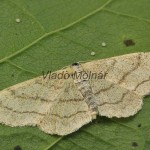 Idaea aversata - Piadica kručinková 20-27-03