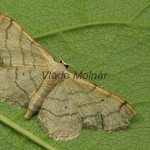 Idaea aversata - Piadica kručinková 20-50-44