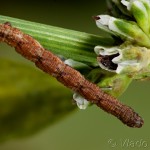 Idaea aversata - Piadica kručinková 20-53-48