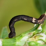 Idaea aversata - Piadica kručinková 20-55-30