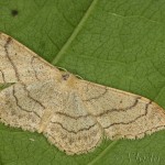 Idaea aversata - Piadica kručinková 20-58-17