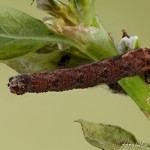 Idaea aversata - Piadica kručinková 22-35-39