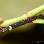 Idaea aversata - Piadica kručinková 22-38-43
