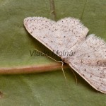 Idaea cf sylvestraria - Piadica materinová 190302