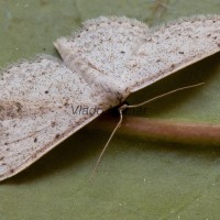 Idaea cf sylvestraria - Piadica materinová 190602