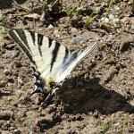 Iphiclides podalirius - Vidlochvost ovocný 13-09-57