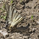 Iphiclides podalirius - Vidlochvost ovocný 13-10-47