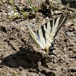 Iphiclides podalirius - Vidlochvost ovocný 13-11-28