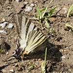 Iphiclides podalirius - Vidlochvost ovocný 13-13-40