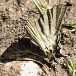 Iphiclides podalirius - Vidlochvost ovocný 13-42-21