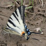 Iphiclides podalirius - Vidlochvost ovocný 17-46-02