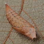 Iphiclides podalirius - Vidlochvost ovocný 21-50-59