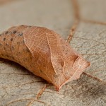 Iphiclides podalirius - Vidlochvost ovocný 22-03-00