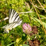 Iphiclides podalirius - Vidlochvost ovocný IMG_0881