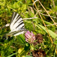 Iphiclides podalirius - Vidlochvost ovocný IMG_0883