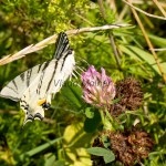 Iphiclides podalirius - Vidlochvost ovocný IMG_0884