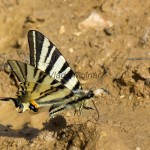 Iphiclides podalirius - Vidlochvost ovocný IMG_1280