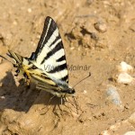 Iphiclides podalirius - Vidlochvost ovocný IMG_1284