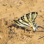 Iphiclides podalirius - Vidlochvost ovocný IMG_1286