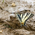 Iphiclides podalirius - Vidlochvost ovocný IMG_1342