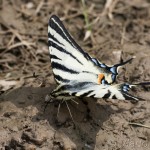 Iphiclides podalirius - Vidlochvost ovocný IMG_3572