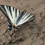 Iphiclides podalirius - Vidlochvost ovocný IMG_3590