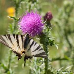 Iphiclides podalirius - Vidlochvost ovocný IMG_4031