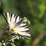 Iphiclides podalirius - Vidlochvost ovocný IMG_4538