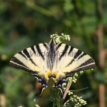 Iphiclides podalirius - Vidlochvost ovocný IMG_4539